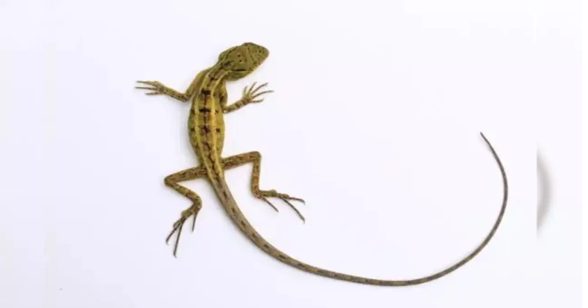 What it means to see a lizard in your house?